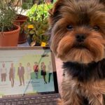 kantoorhond bedrijfsuitje werken bij Exactpi